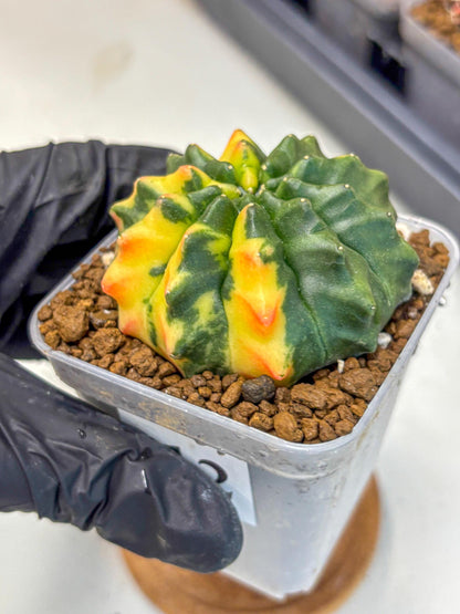 Gymnocalycium Inermis Var (gy5) (12) | Original Form