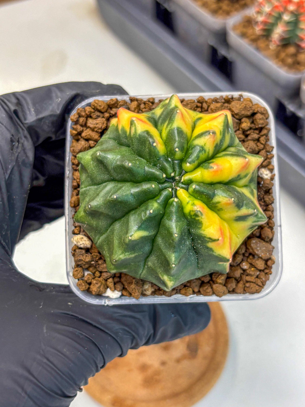 Gymnocalycium Inermis Var (gy5) (12) | Original Form