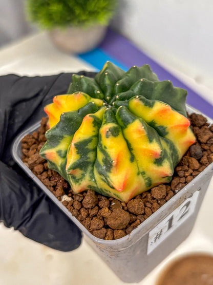 Gymnocalycium Inermis Var (gy5) (12) | Original Form