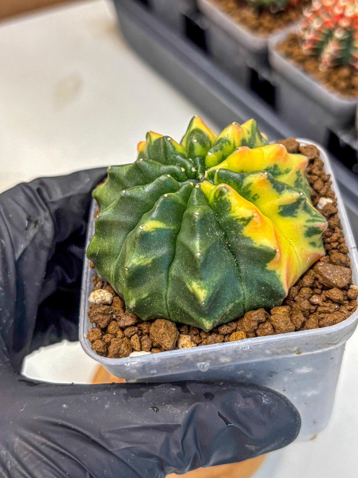 Gymnocalycium Inermis Var (gy5) (12) | Original Form