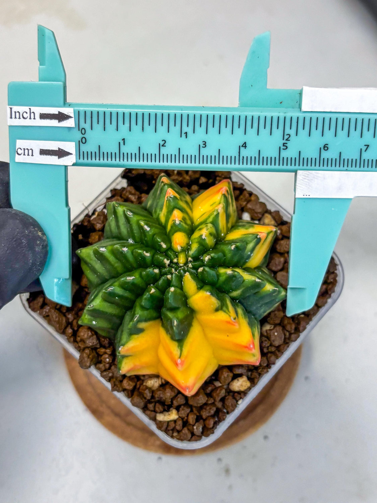 Gymnocalycium Inermis Var (gy5) (13) | Original Form