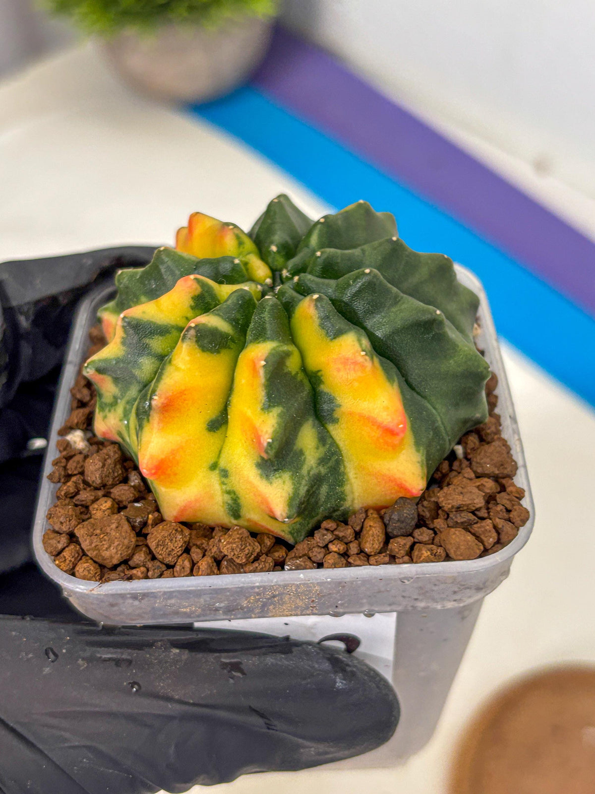 Gymnocalycium Inermis Var (gy5) (12) | Original Form