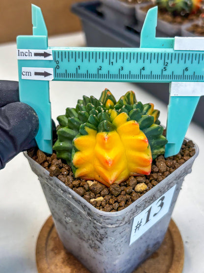Gymnocalycium Inermis Var (gy5) (13) | Original Form
