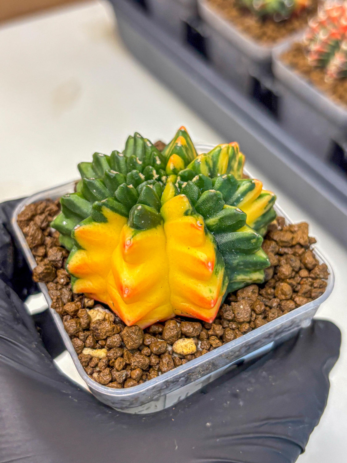 Gymnocalycium Inermis Var (gy5) (13) | Original Form