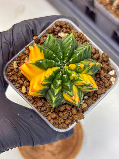 Gymnocalycium Inermis Var (gy5) (13) | Original Form