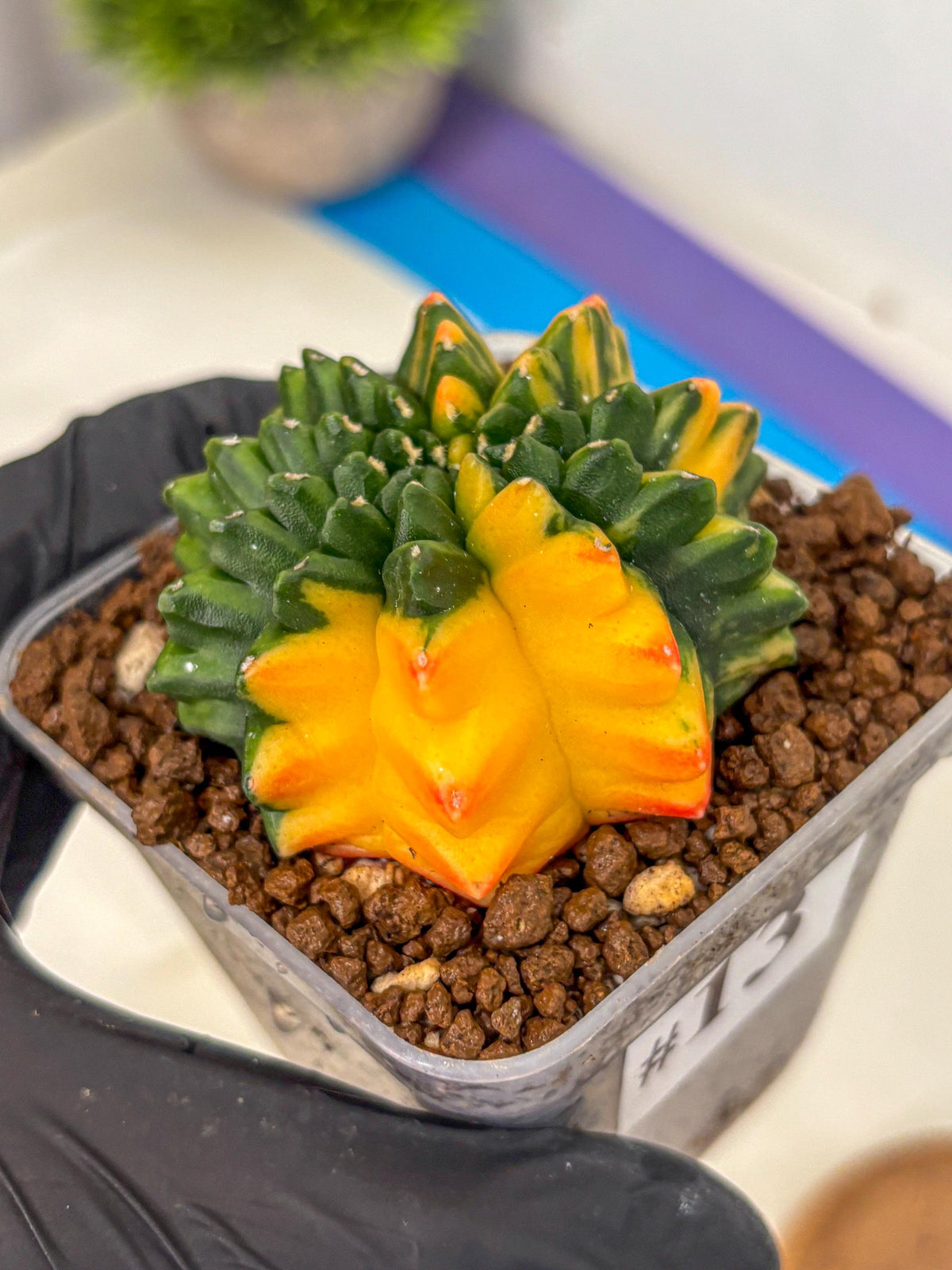 Gymnocalycium Inermis Var (gy5) (13) | Original Form