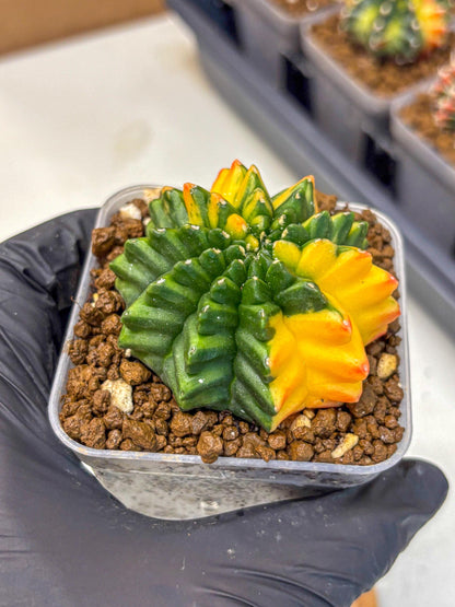 Gymnocalycium Inermis Var (gy5) (13) | Original Form