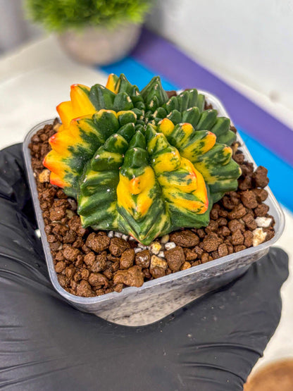 Gymnocalycium Inermis Var (gy5) (13) | Original Form