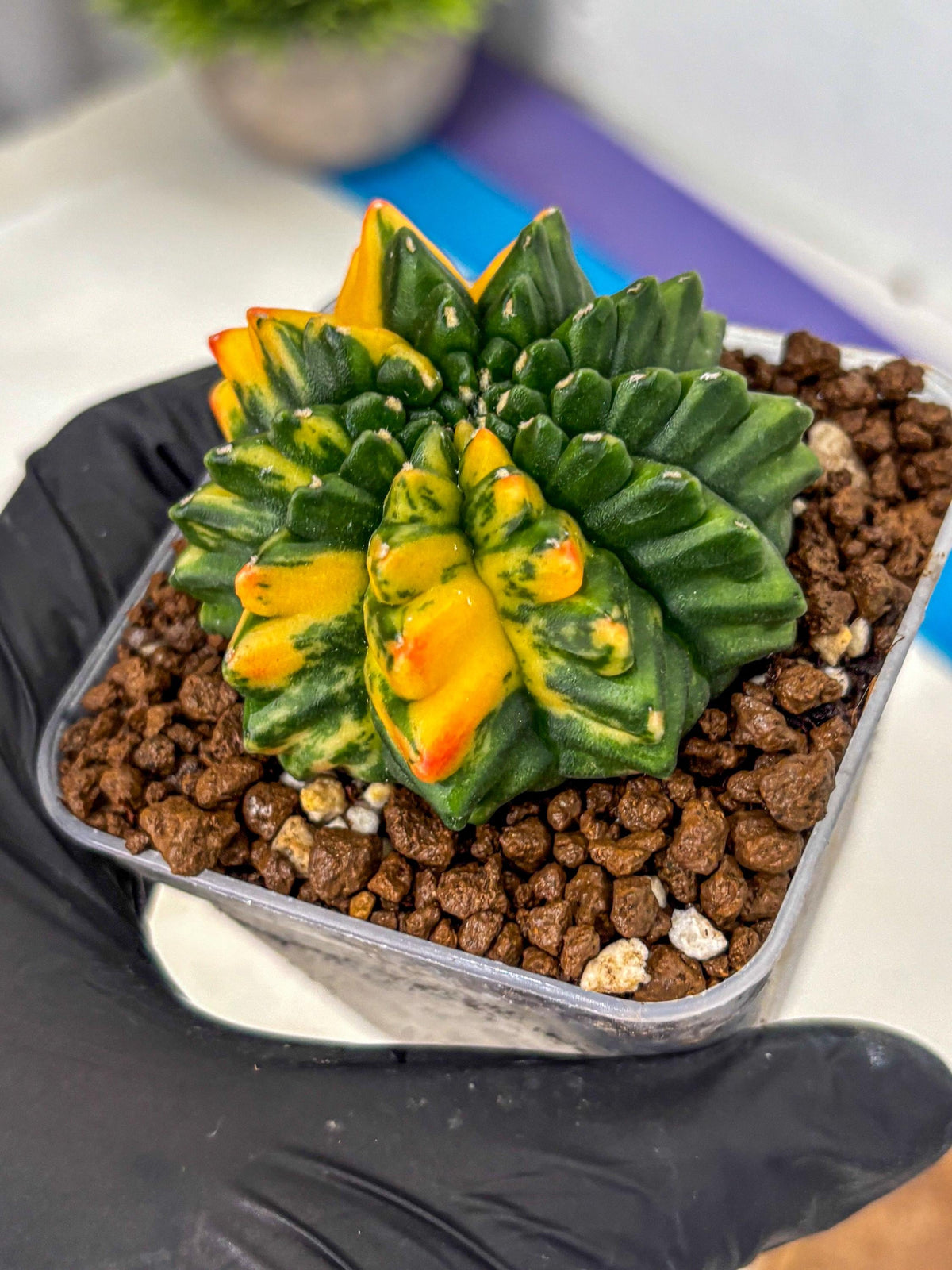 Gymnocalycium Inermis Var (gy5) (13) | Original Form