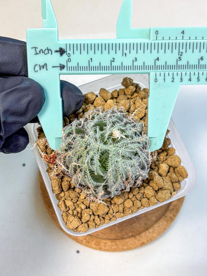 Haworthia Cummingii (wa8) (o1) | Easy Care Succulent
