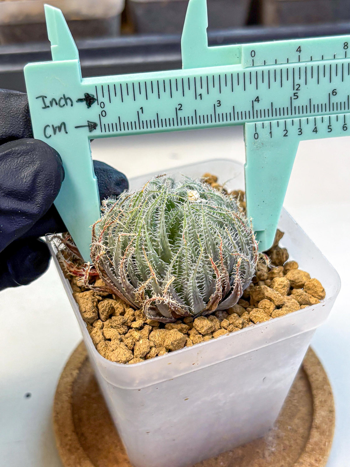 Haworthia Cummingii (wa8) (o1) | Easy Care Succulent