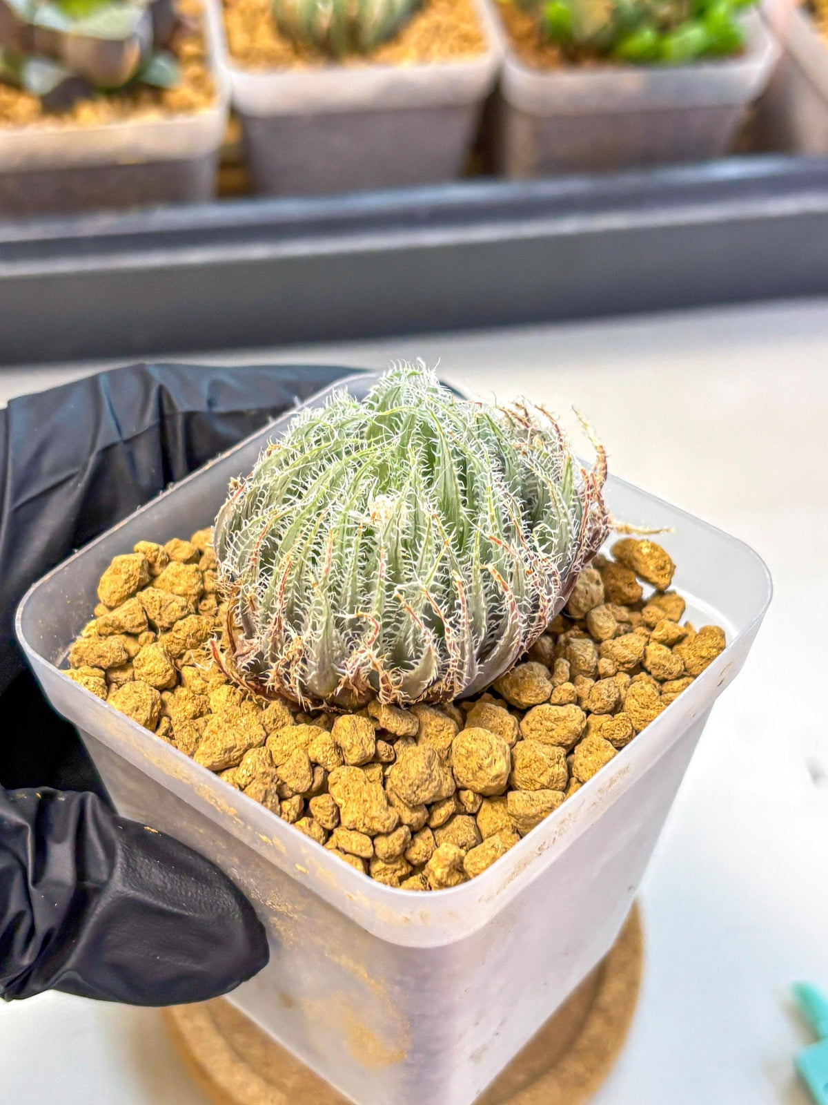 Haworthia Cummingii (wa8) (o1) | Easy Care Succulent