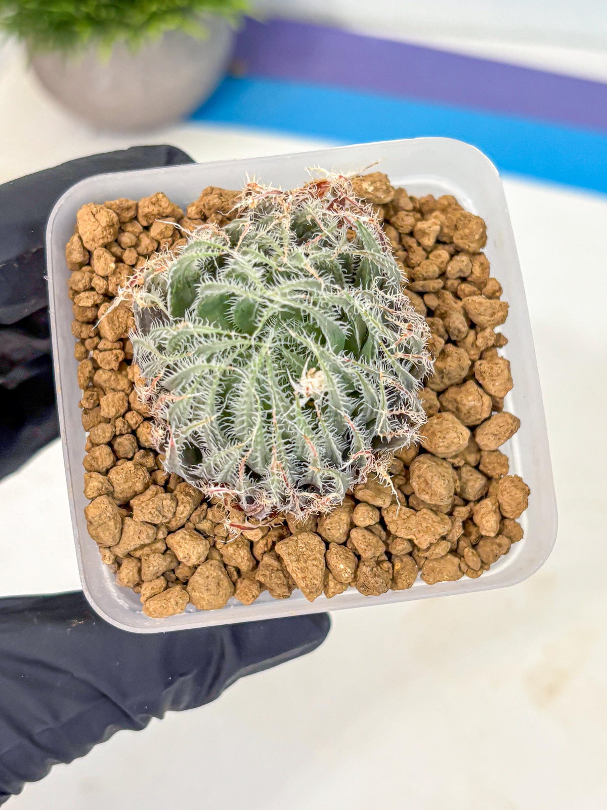 Haworthia Cummingii (wa8) (o1) | Easy Care Succulent