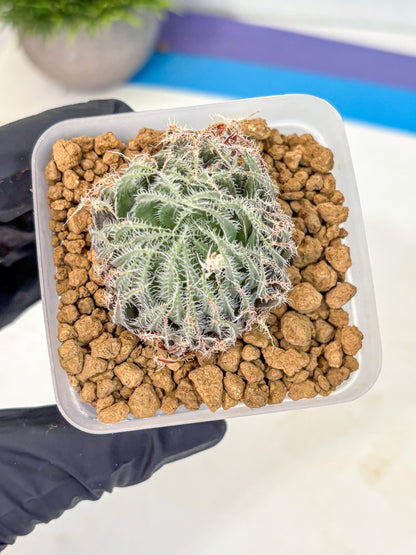 Haworthia Cummingii (wa8) (o1) | Easy Care Succulent