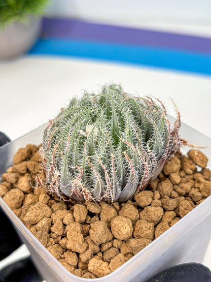 Haworthia Cummingii (wa8) (o1) | Easy Care Succulent