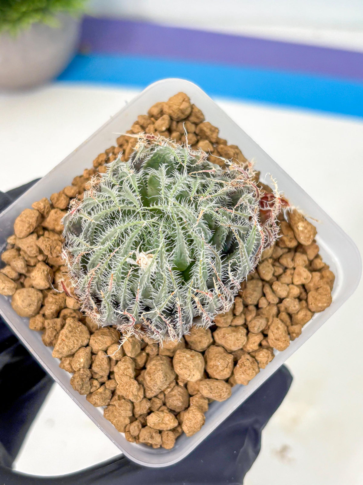 Haworthia Cummingii (wa8) (o1) | Easy Care Succulent
