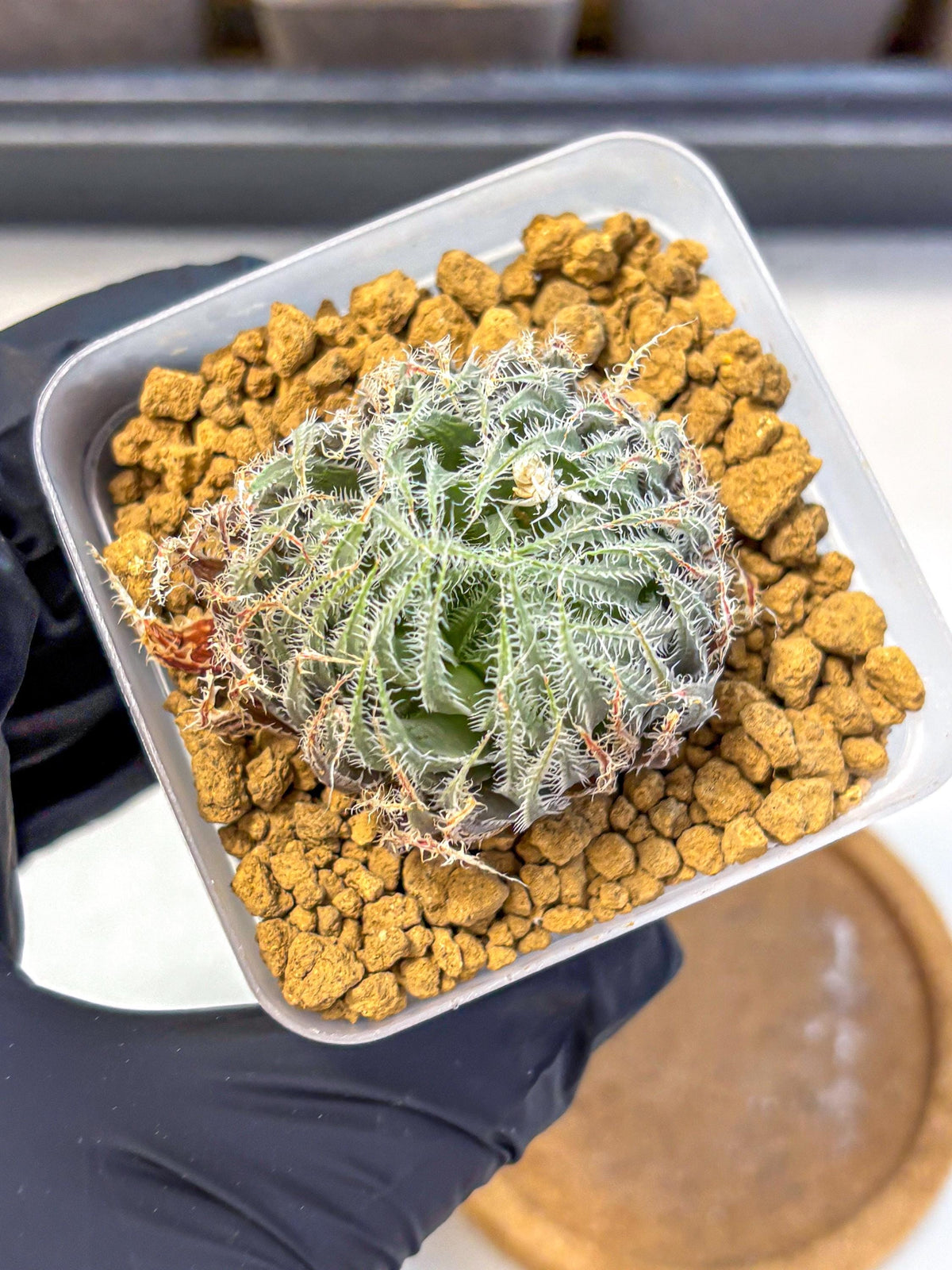 Haworthia Cummingii (wa8) (o1) | Easy Care Succulent