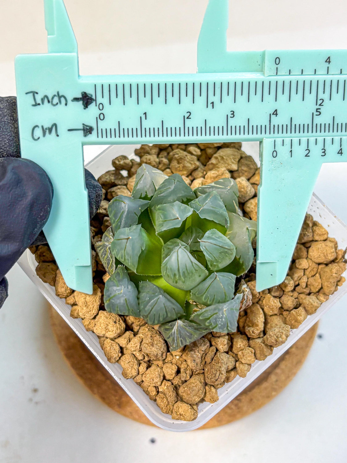 Haworthia Obtusa Crystals Suishou (wa8) (4) | Easy Care Succulent