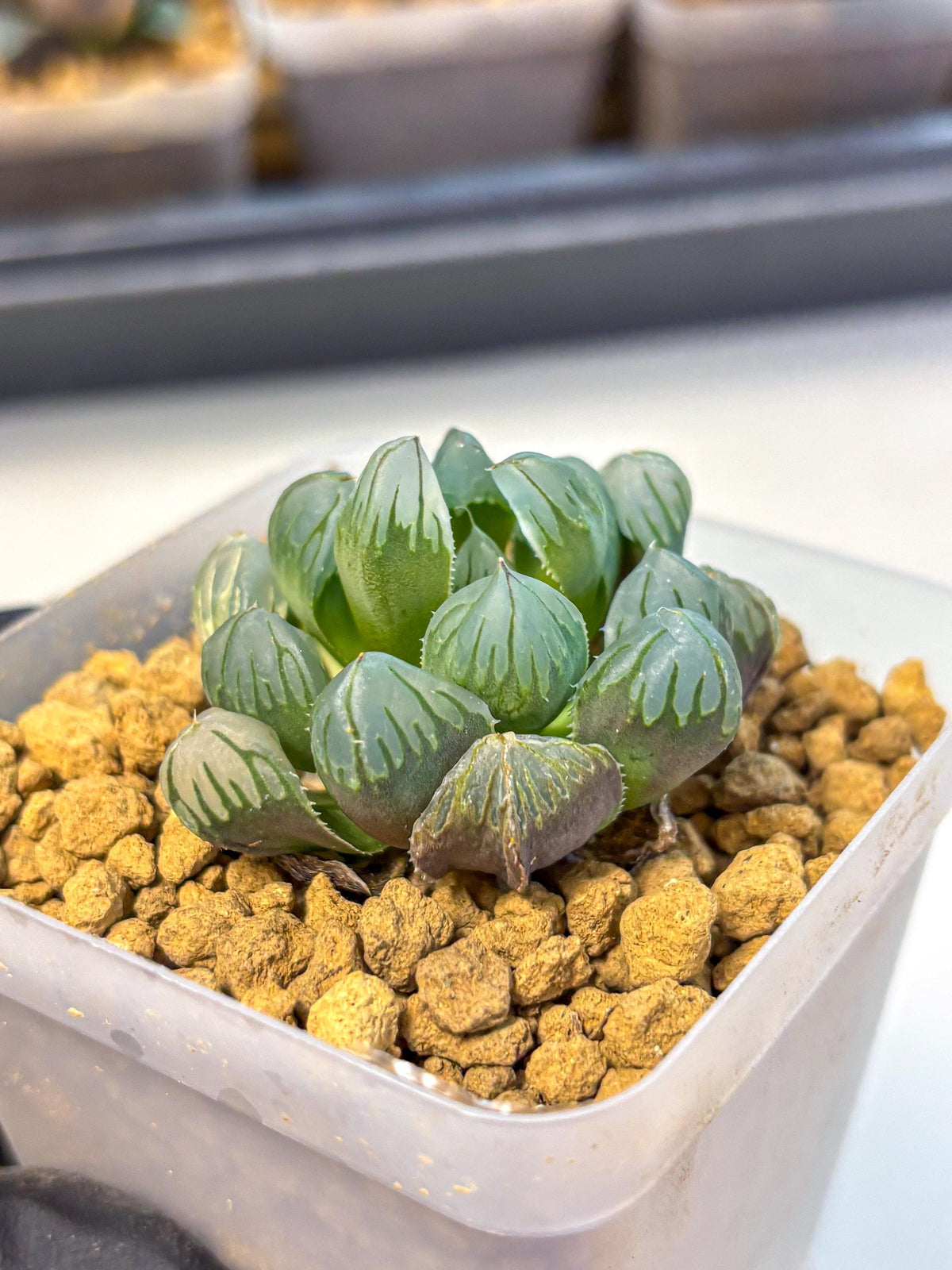 Haworthia Obtusa Crystals Suishou (wa8) (4) | Easy Care Succulent