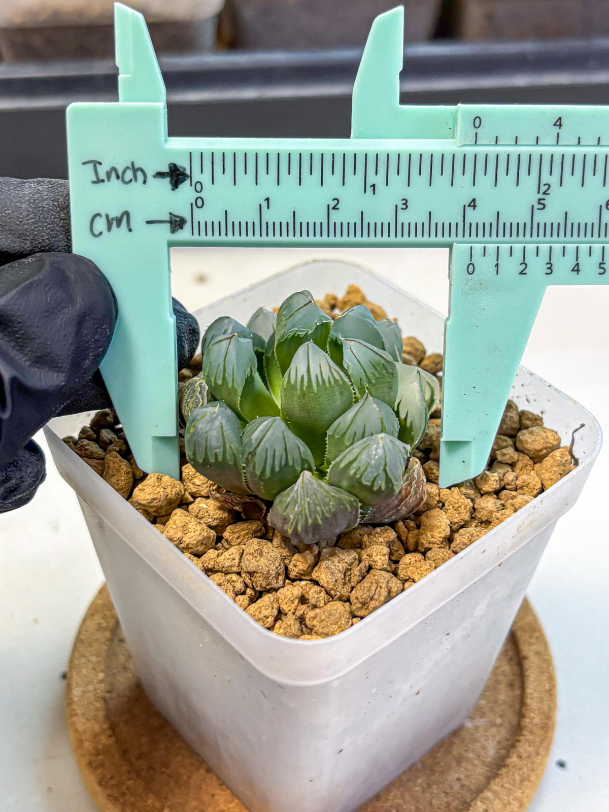 Haworthia Obtusa Crystals Suishou (wa8) (4) | Easy Care Succulent