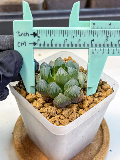 Haworthia Obtusa Crystals Suishou (wa8) (4) | Easy Care Succulent