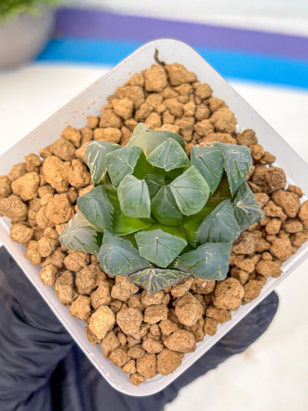 Haworthia Obtusa Crystals Suishou (wa8) (4) | Easy Care Succulent