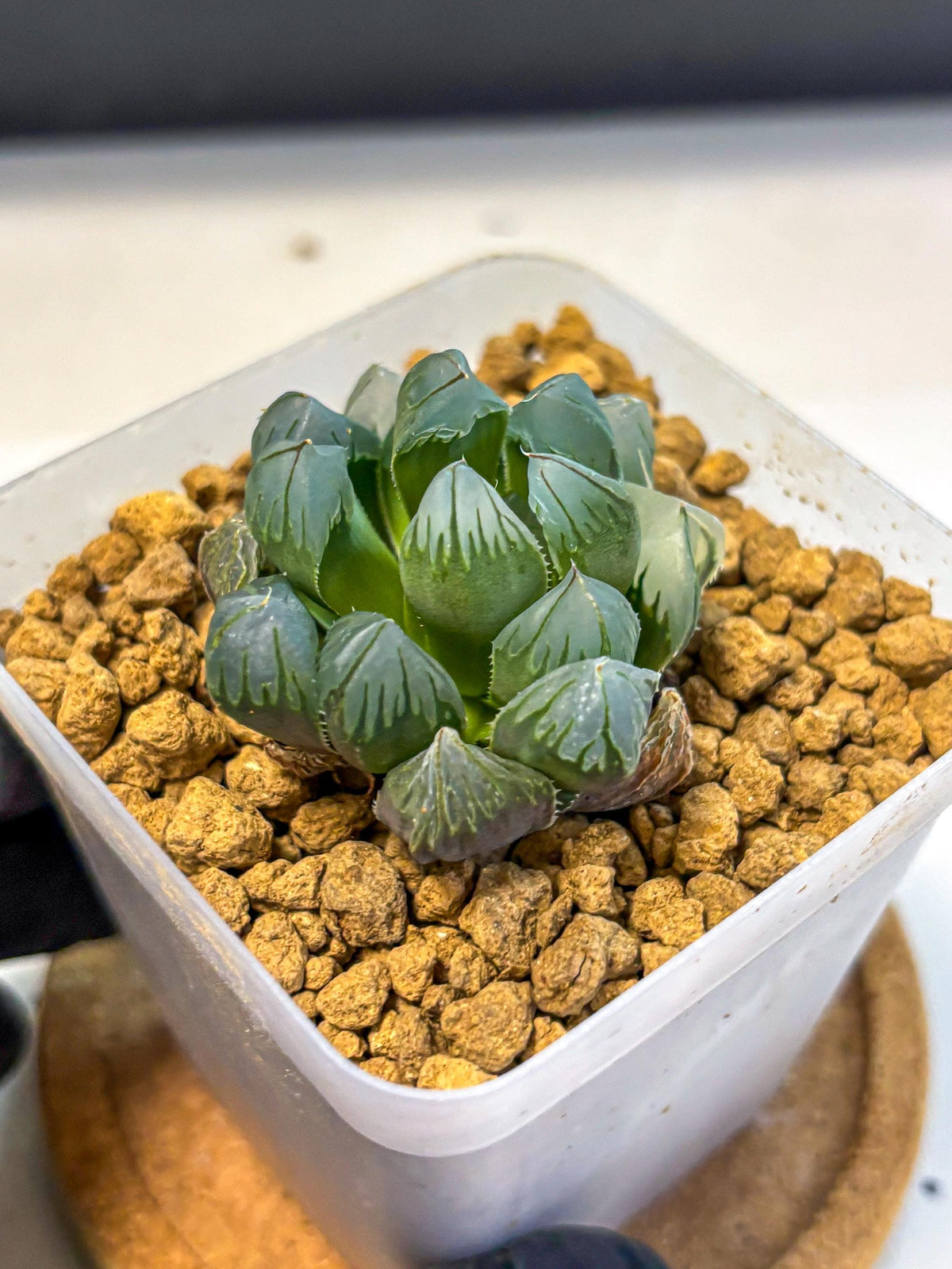 Haworthia Obtusa Crystals Suishou (wa8) (4) | Easy Care Succulent