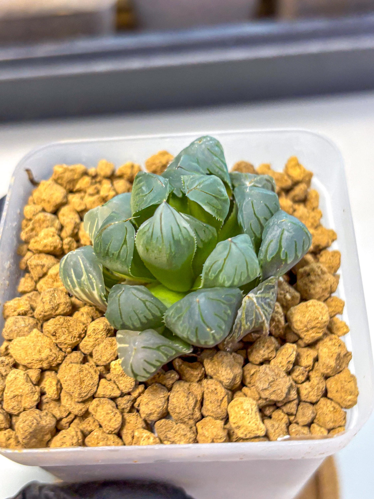 Haworthia Obtusa Crystals Suishou (wa8) (4) | Easy Care Succulent