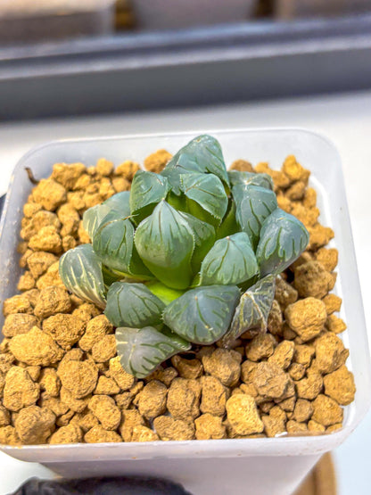 Haworthia Obtusa Crystals Suishou (wa8) (4) | Easy Care Succulent