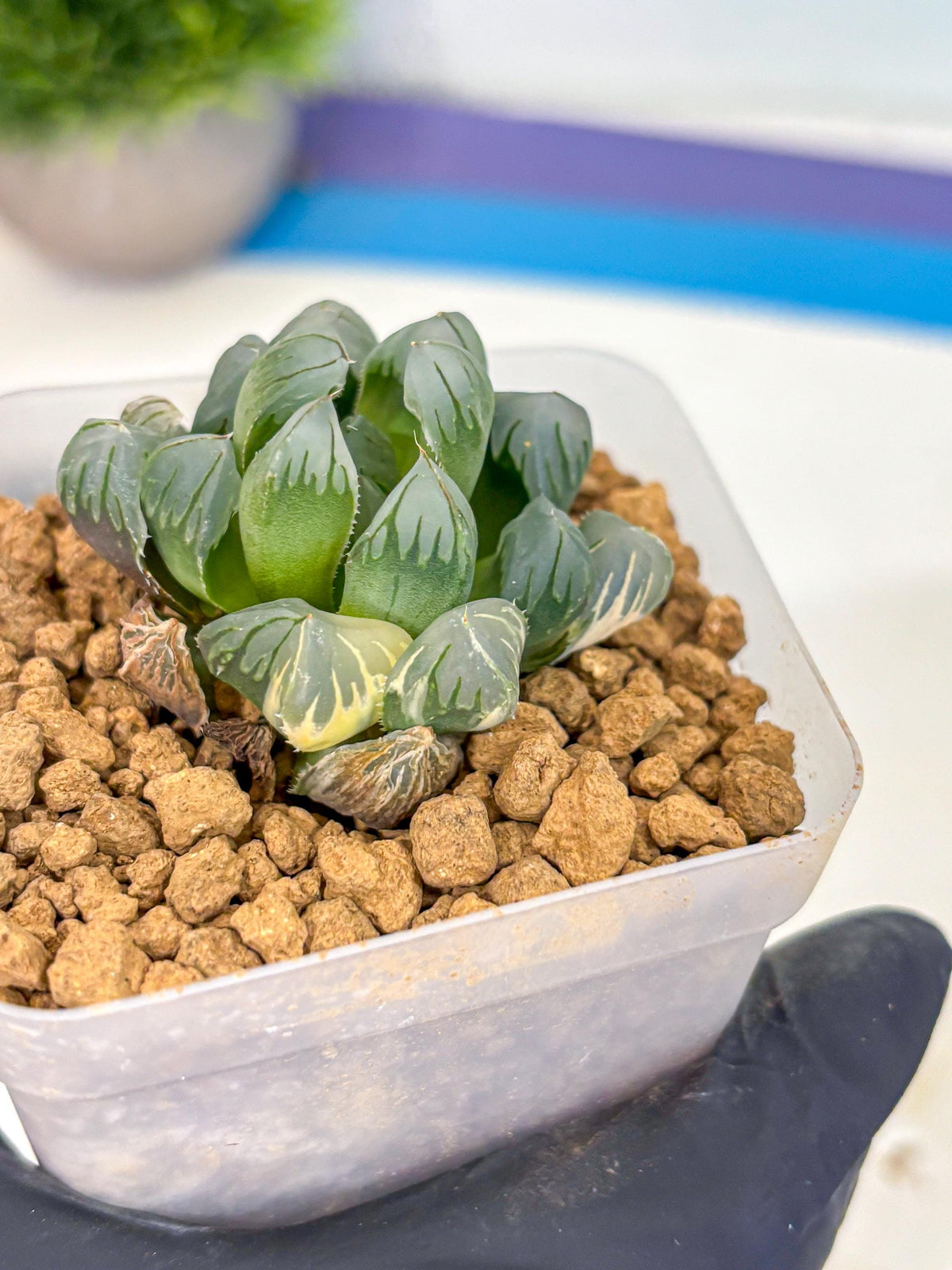 Haworthia Obtusa Crystals Suishou (wa8) (4) | Easy Care Succulent