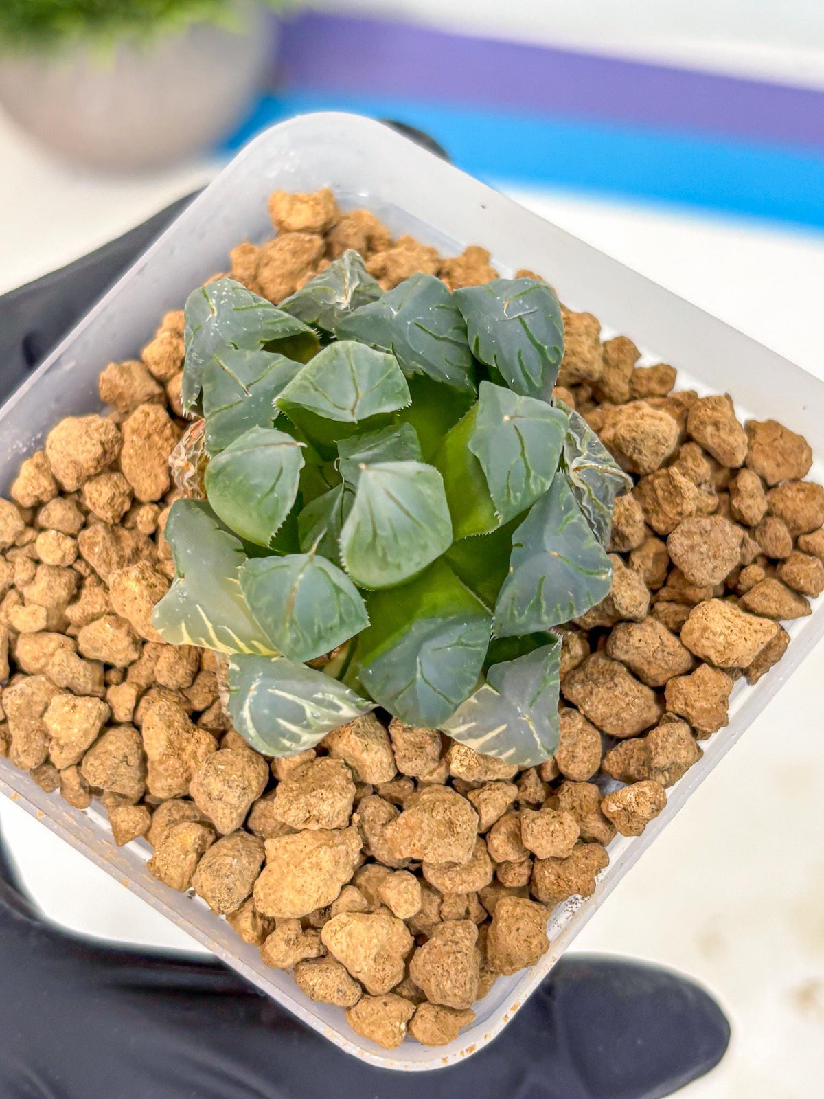 Haworthia Obtusa Crystals Suishou (wa8) (4) | Easy Care Succulent