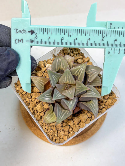 Haworthia Mutica White Window (wa8) (5) | Easy Care Succulent