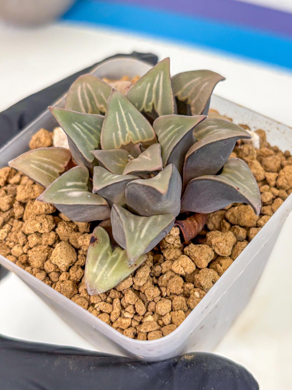 Haworthia Mutica White Window (wa8) (5) | Easy Care Succulent