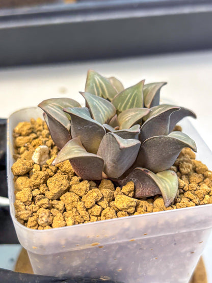 Haworthia Mutica White Window (wa8) (5) | Easy Care Succulent