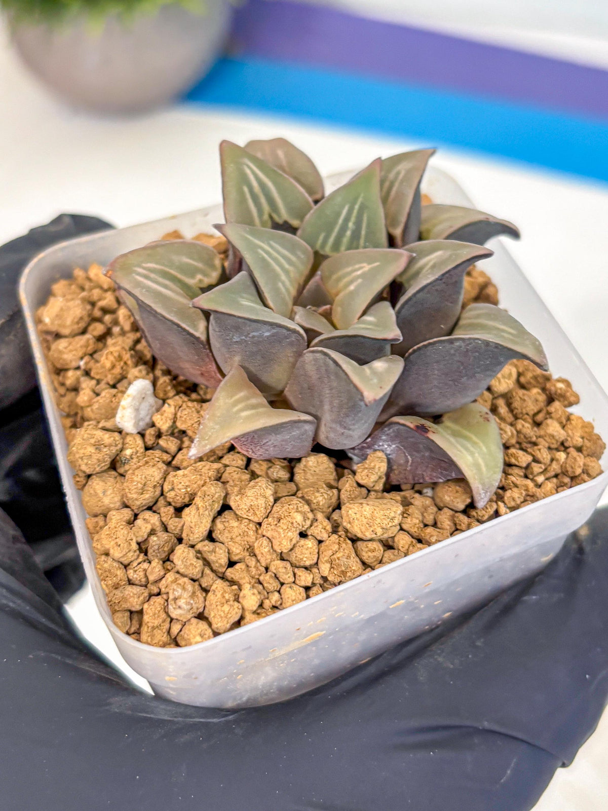 Haworthia Mutica White Window (wa8) (5) | Easy Care Succulent