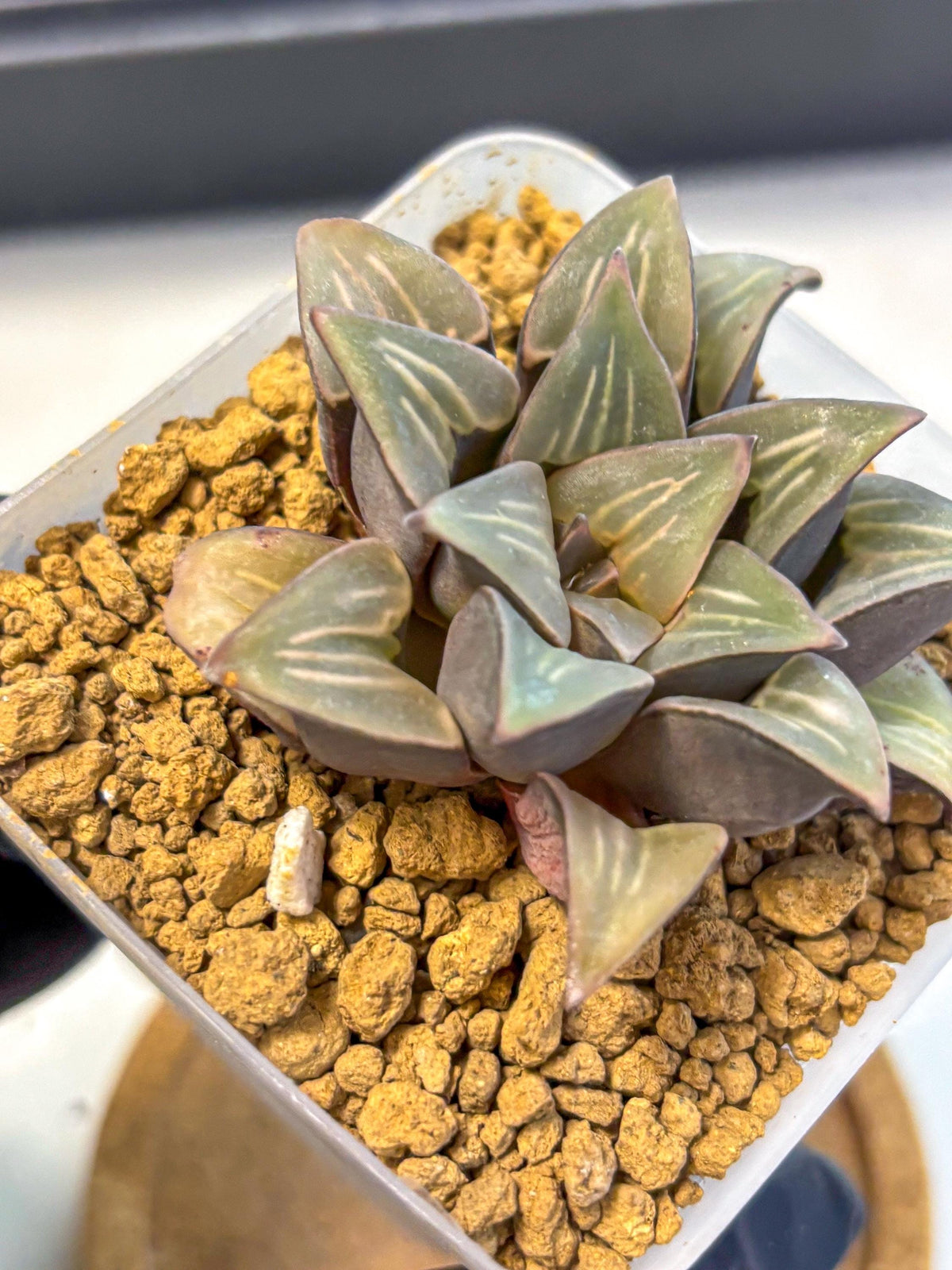 Haworthia Mutica White Window (wa8) (5) | Easy Care Succulent