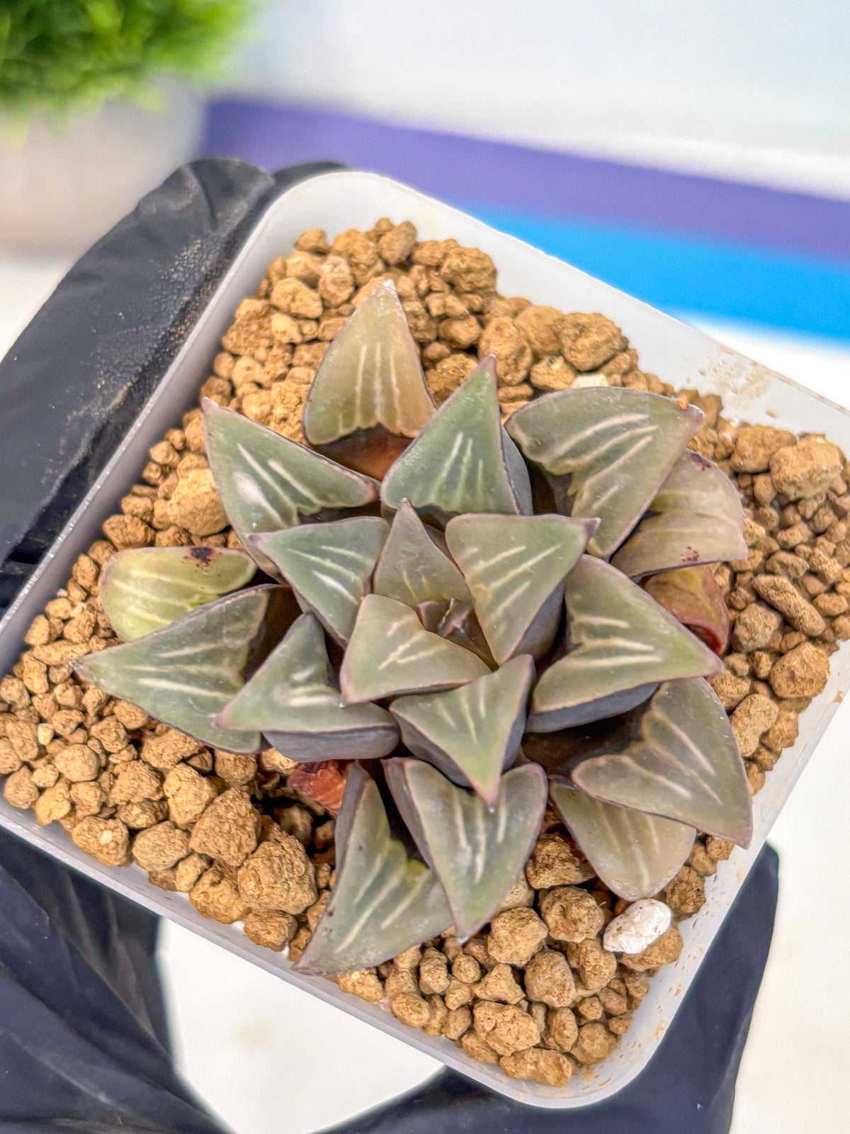 Haworthia Mutica White Window (wa8) (5) | Easy Care Succulent