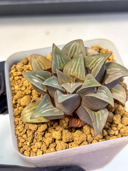 Haworthia Mutica White Window (wa8) (5) | Easy Care Succulent