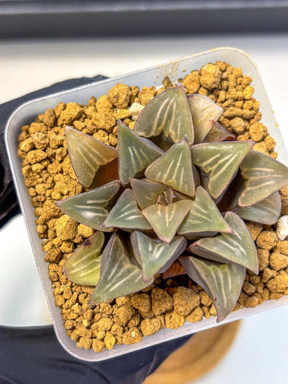 Haworthia Mutica White Window (wa8) (5) | Easy Care Succulent