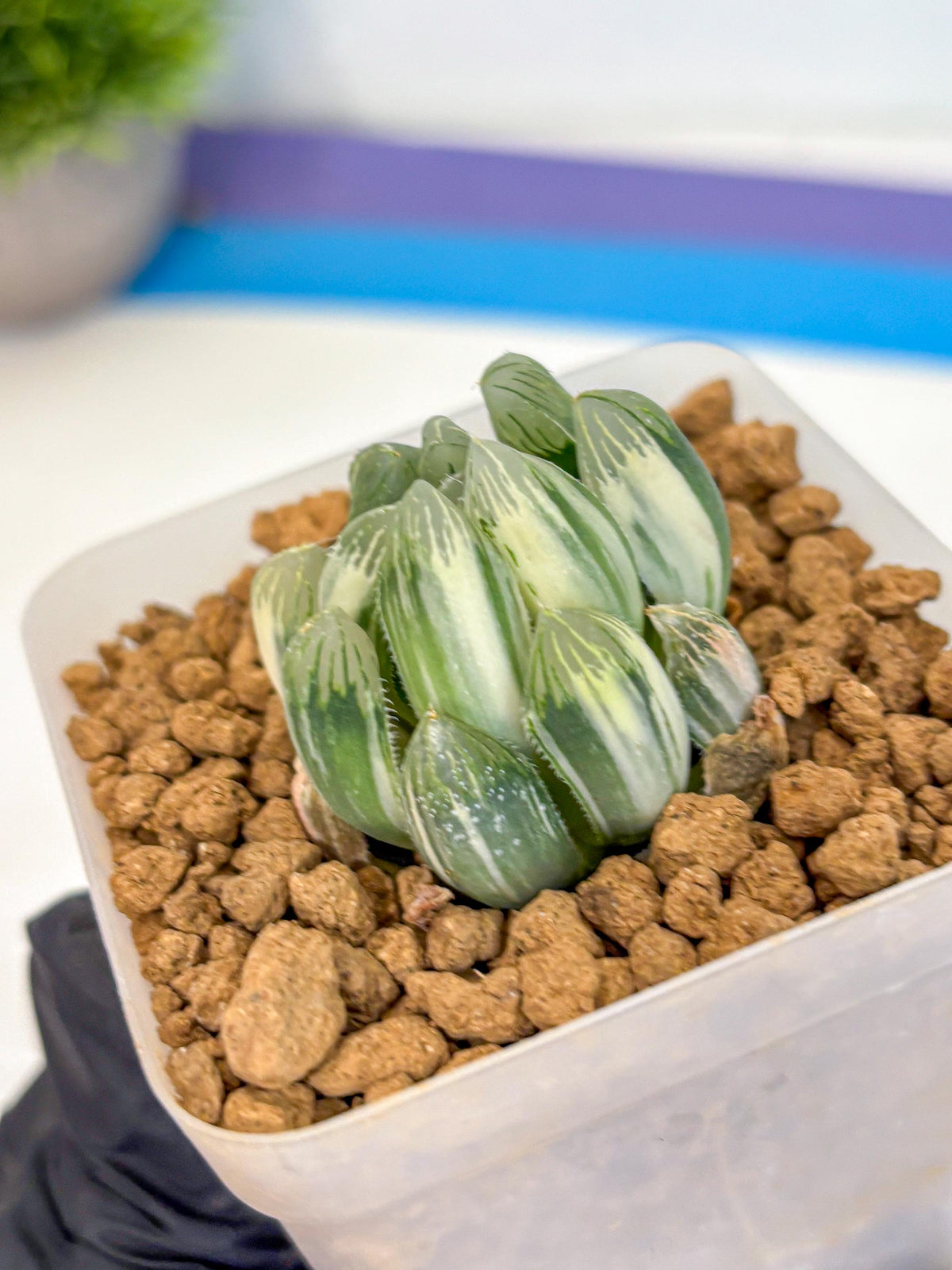 Haworthia Obtusa Natumatsuri (wa8) (6) | Easy Care Succulent