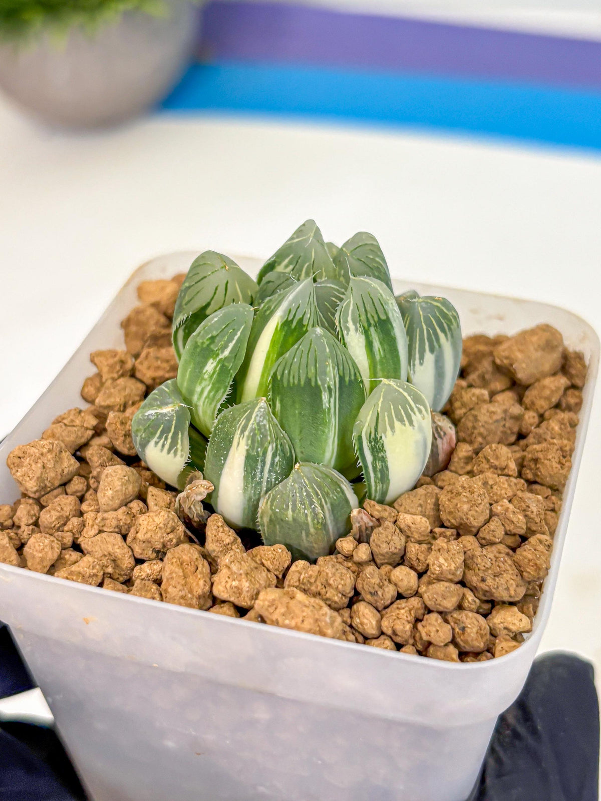 Haworthia Obtusa Natumatsuri (wa8) (6) | Easy Care Succulent