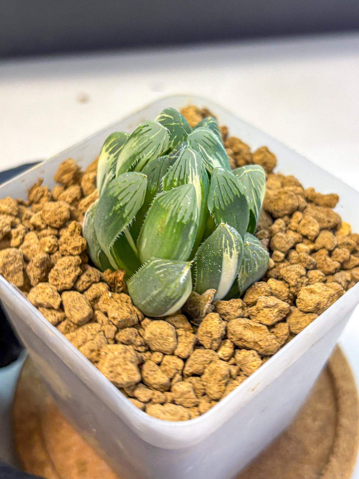 Haworthia Obtusa Natumatsuri (wa8) (6) | Easy Care Succulent