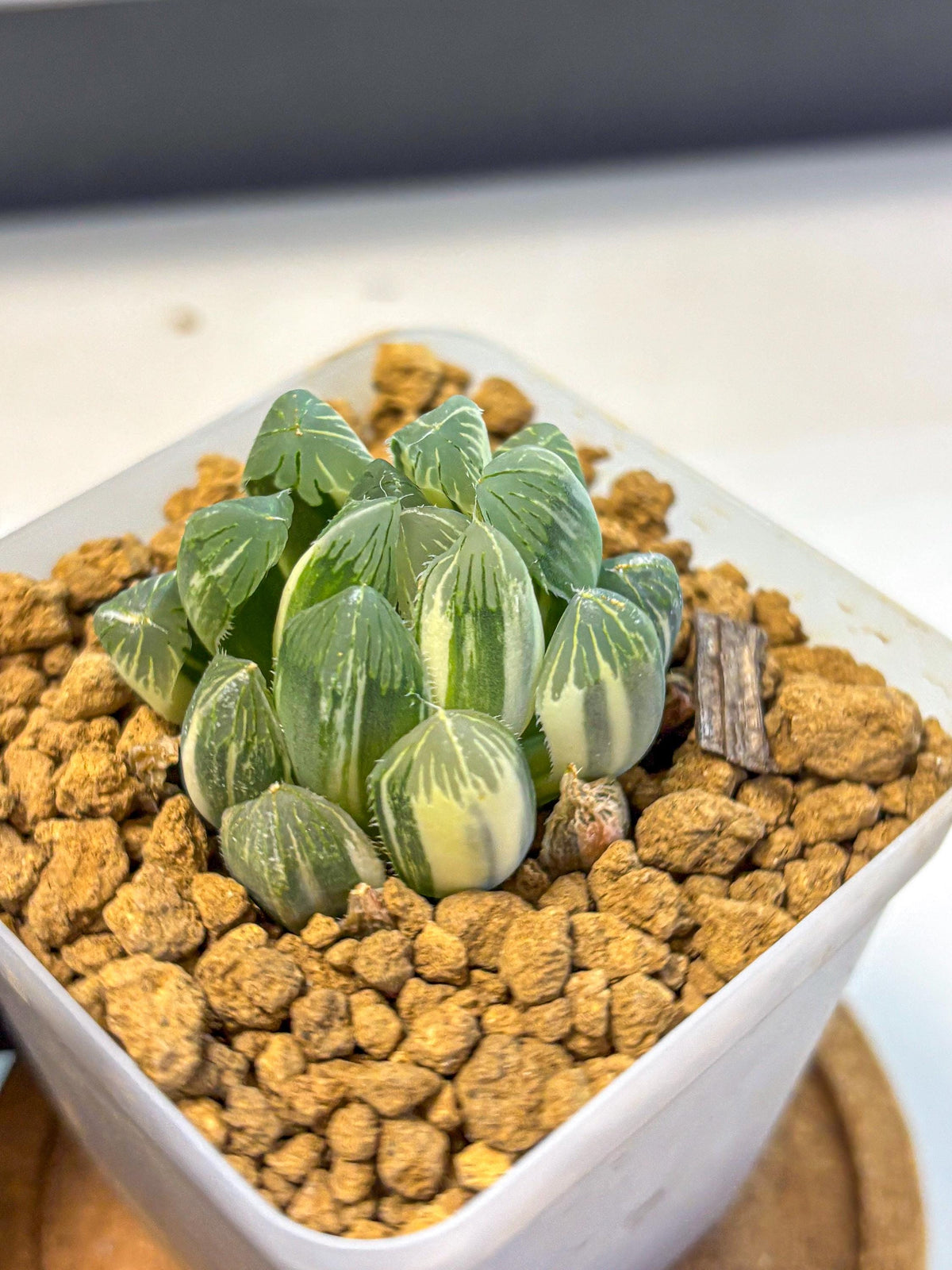 Haworthia Obtusa Natumatsuri (wa8) (6) | Easy Care Succulent
