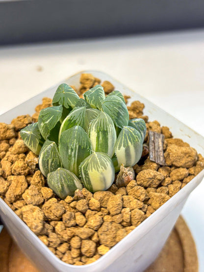 Haworthia Obtusa Natumatsuri (wa8) (6) | Easy Care Succulent