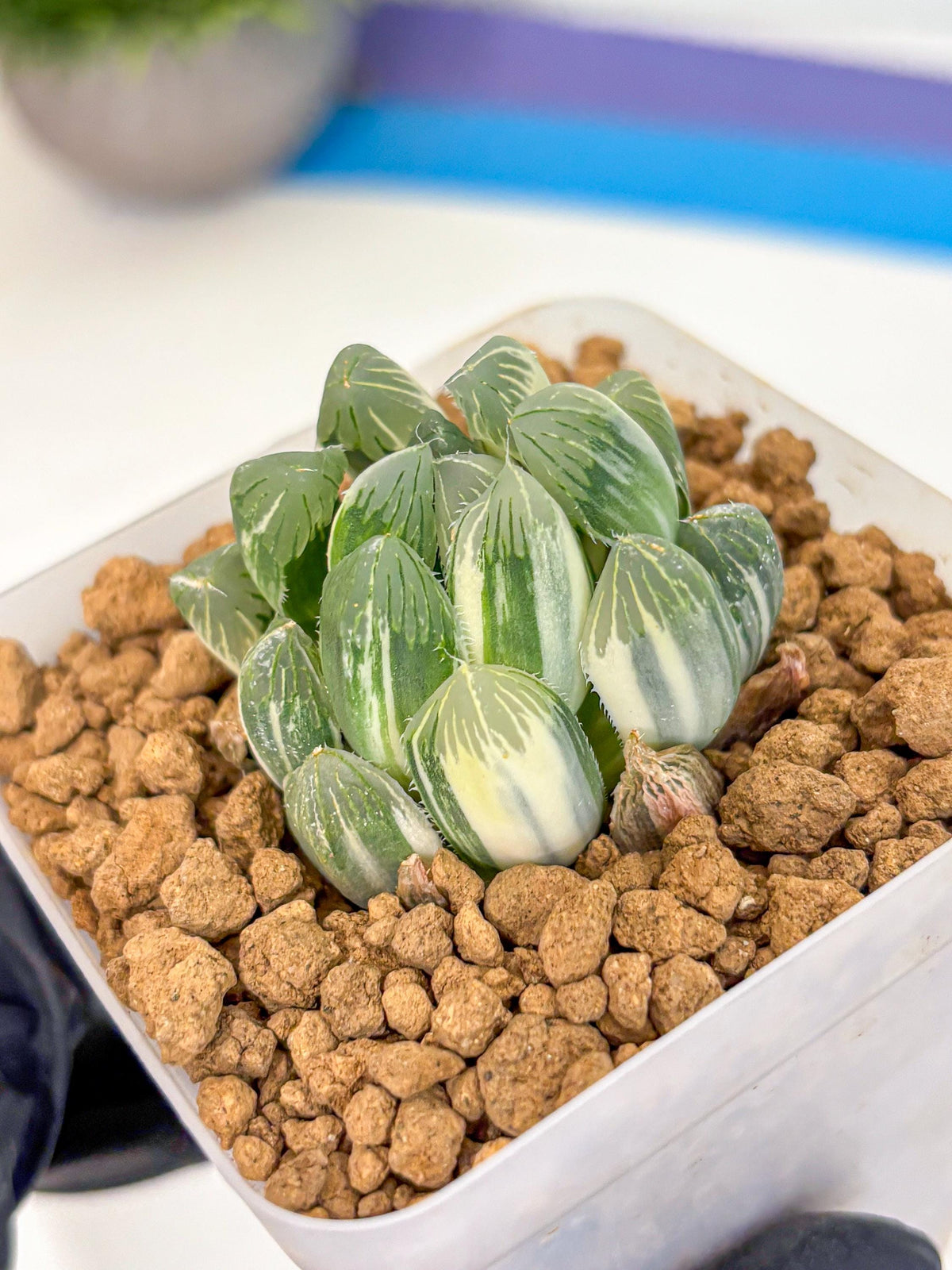 Haworthia Obtusa Natumatsuri (wa8) (6) | Easy Care Succulent