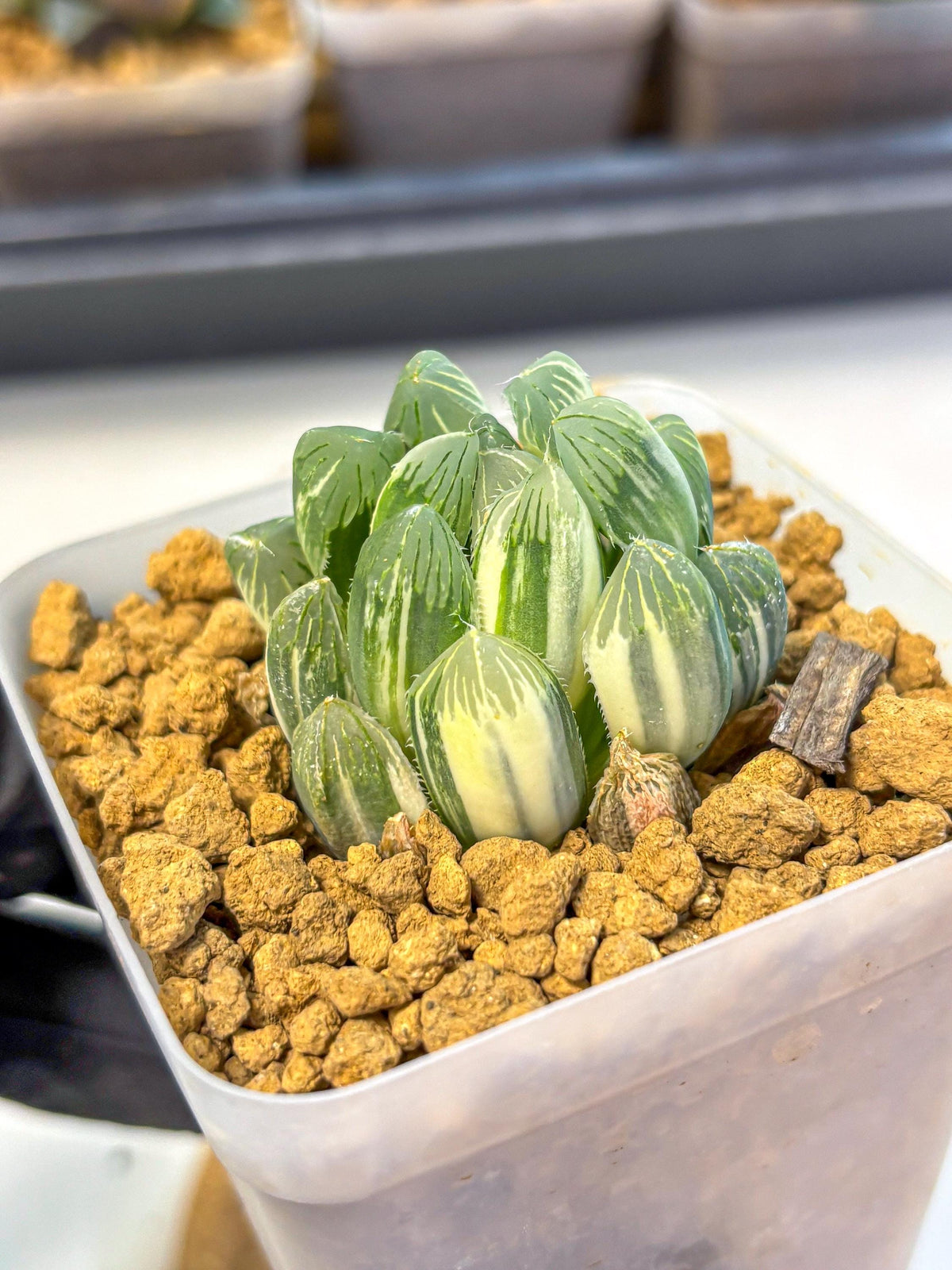 Haworthia Obtusa Natumatsuri (wa8) (6) | Easy Care Succulent