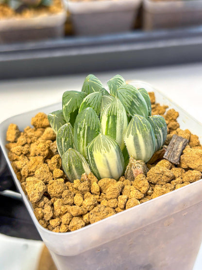 Haworthia Obtusa Natumatsuri (wa8) (6) | Easy Care Succulent