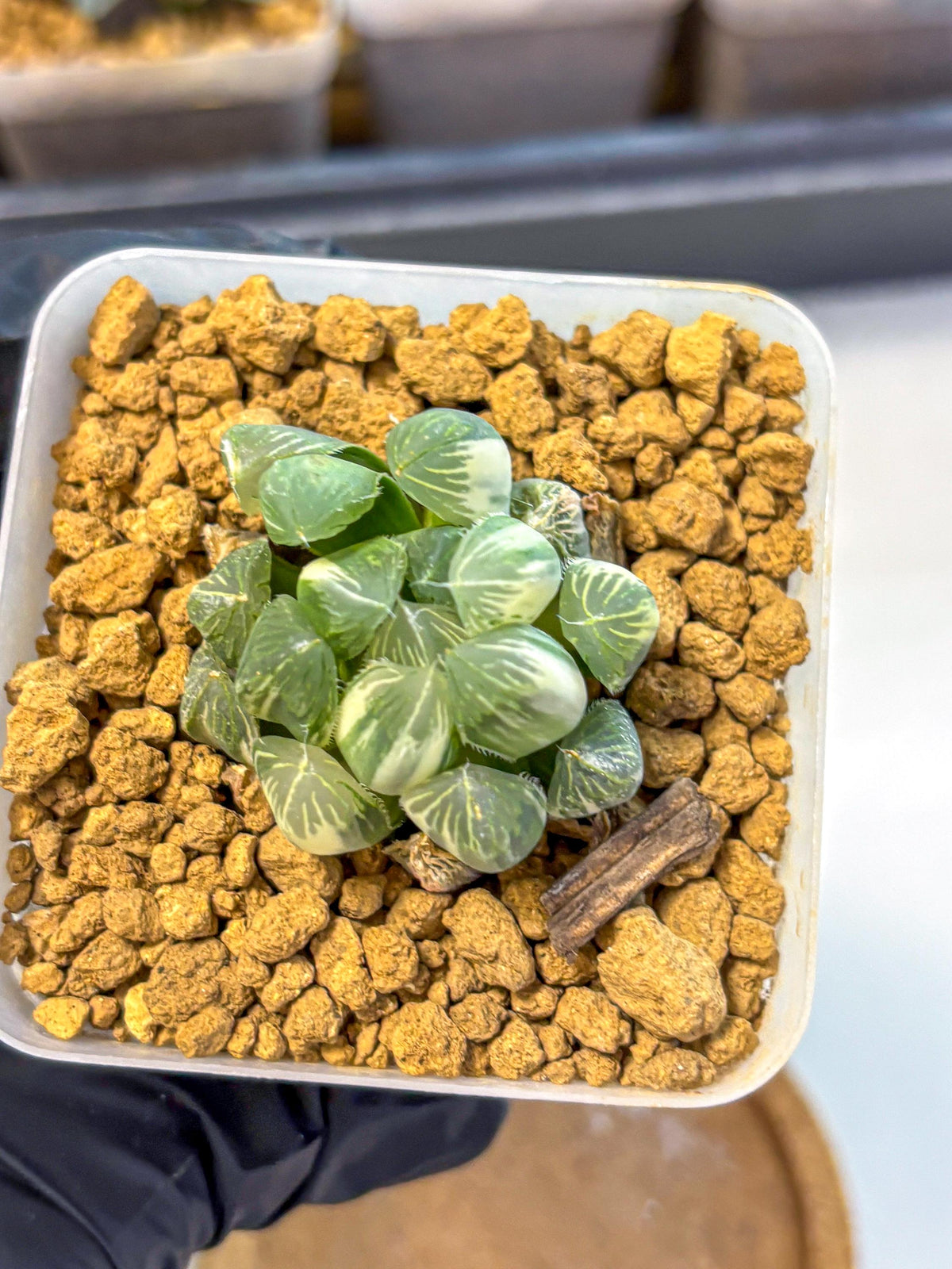 Haworthia Obtusa Natumatsuri (wa8) (6) | Easy Care Succulent
