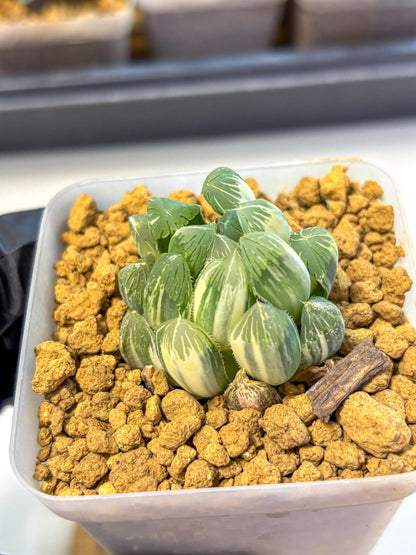 Haworthia Obtusa Natumatsuri (wa8) (6) | Easy Care Succulent