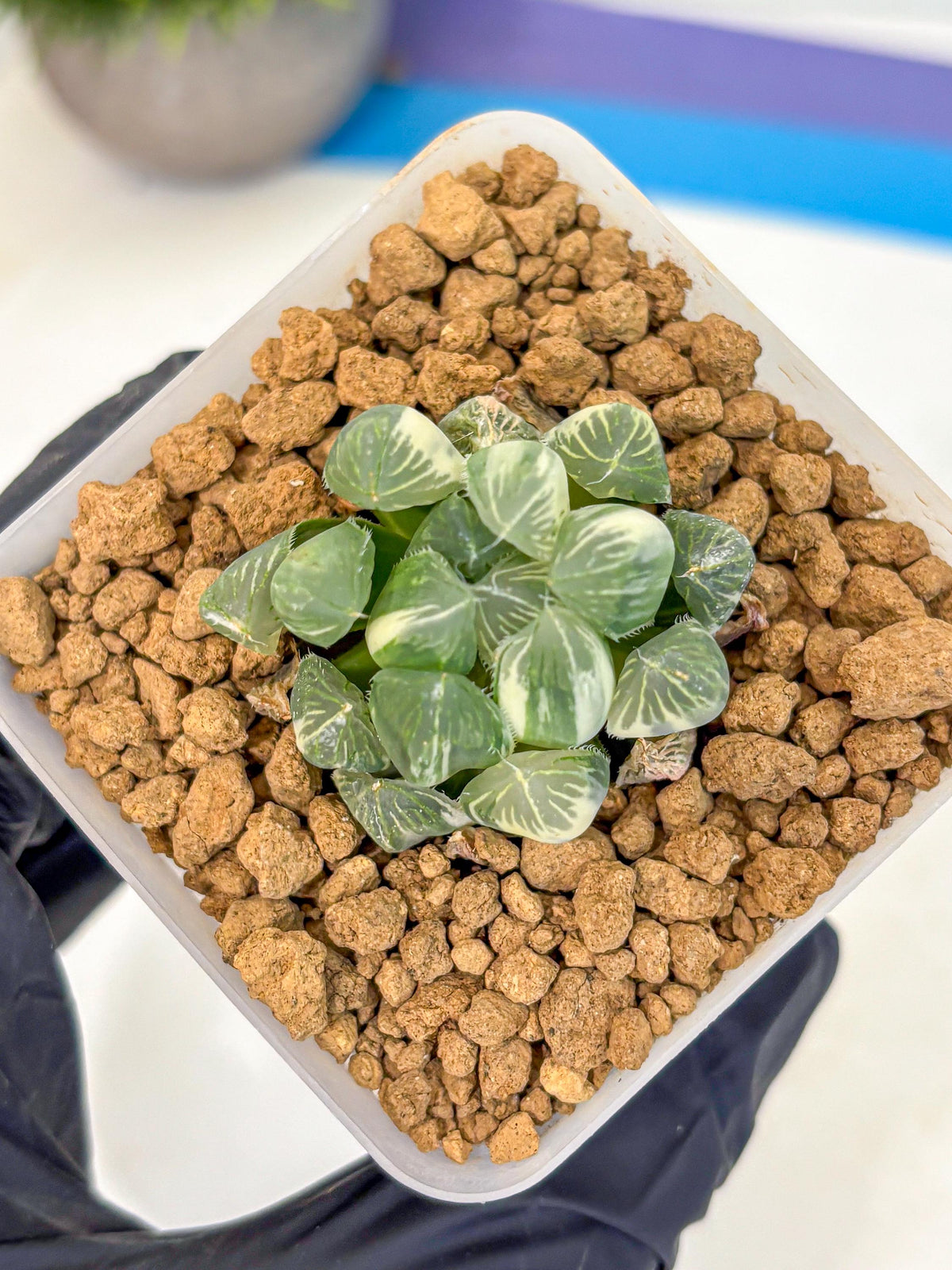 Haworthia Obtusa Natumatsuri (wa8) (6) | Easy Care Succulent